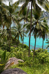 Fototapeta premium Palm trees and turquoise waters from Koh Tao, Thailand