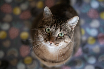 Cat looks up into the camera