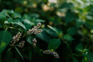Spotted Ladysthumb in bloom against a background of dark green