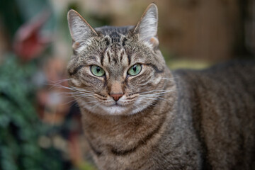 Cat looks into the camera