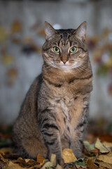 Portrait of a cat in the foliage looking into the camera