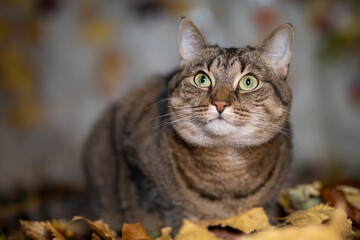 Portrait of a cat in the foliage