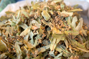Close-up of medicinal linden plant and its flowers,