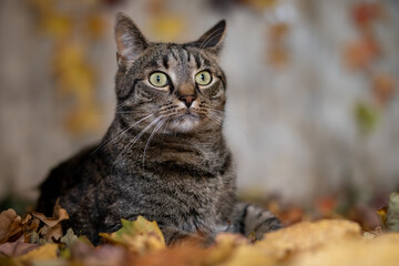 Cat lies in autumn leaves and looks frightened