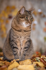 Cat sits in the autumn leaves and looks dreamily