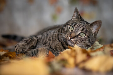 Portrait of a cat lying in autumn leaves