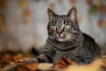 Portrait of a cat lying in autumn leaves
