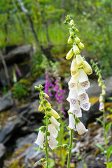 Der Fingerhut (Digitalis) ist eine wunderschöne Blume, die in Farben wie Rosa, Lila und Weiß blüht. Dank zarter Blüten und eleganter Formen ist er ein beliebtes Ziergewächs in Natur, Gärten wie Parks.