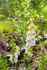 Der Fingerhut (Digitalis) ist eine wunderschöne Blume, die in Farben wie Rosa, Lila und Weiß blüht. Dank zarter Blüten und eleganter Formen ist er ein beliebtes Ziergewächs in Natur, Gärten wie Parks.