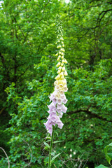 Der Fingerhut (Digitalis) ist eine wunderschöne Blume, die in Farben wie Rosa, Lila und Weiß blüht. Dank zarter Blüten und eleganter Formen ist er ein beliebtes Ziergewächs in Natur, Gärten wie Parks.
