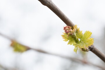 Grape