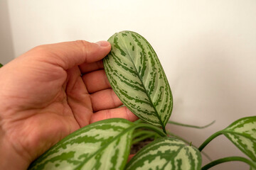 close-up leaf of aglaonema flower,