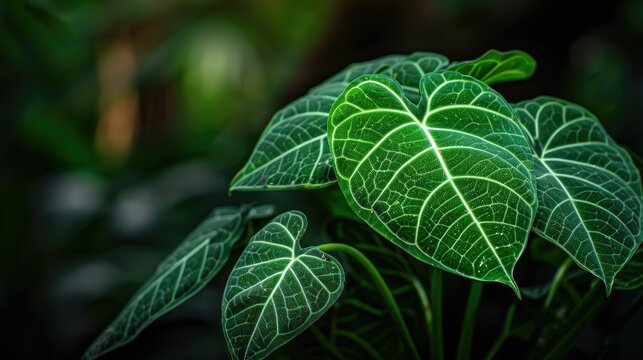 Alocasia Macrorrhizos A Species of Flowering Plant Native to Rainforests from Borneo to Queensland