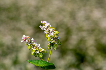Buckwheat macro with white flowers. Fagopyrum esculentum