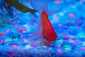 ornamental fish swimming in the aquarium,