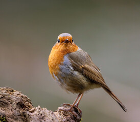 Robin bird sits on a slender tree branch