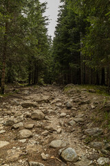 An rocky path in the mountain forest. 
