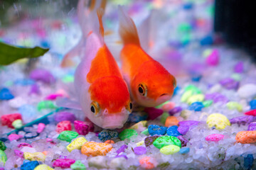 orange fish in the home aquarium, ornamental fish in the aquarium,
