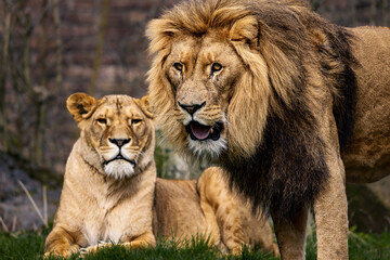 Lion and lioness lying on the ground in a savannah