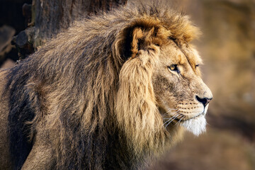 Close-up of a lion looking into the distance
