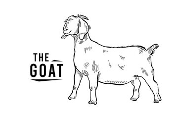 Goat line sketch logo in engraving style, hand drawn black and white vector illustration