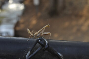 a praying mantisfe on the back end of a bike