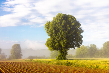 Einsamer Baum im Morgennebel bei Bertoldsheim, Bayern