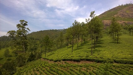 Fototapeta premium Tea plantations on a hillside. Kerala, India