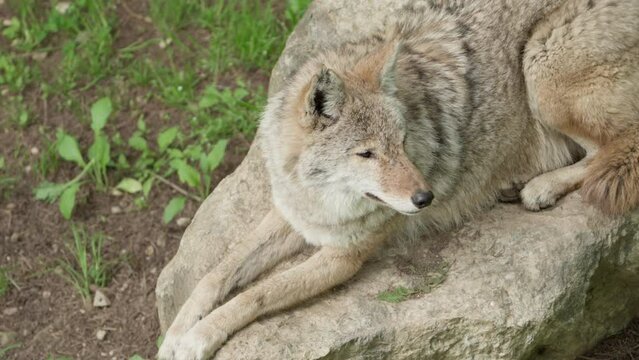Closeup Of Coywolf Resting On Rock In Zoo. high angle shot