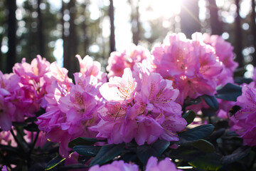 Pink flowers of Siberian rhododendron copy space.