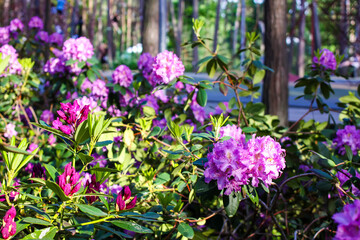 Pink flowers of Siberian rhododendron copy space.