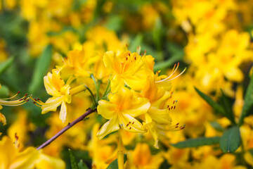 Pink flowers of Siberian rhododendron copy space.