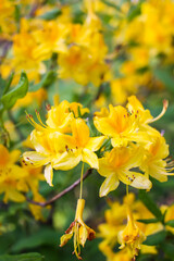 Pink flowers of Siberian rhododendron copy space.