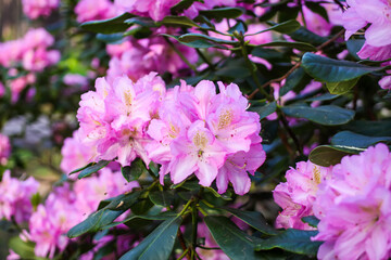 Pink flowers of Siberian rhododendron copy space.