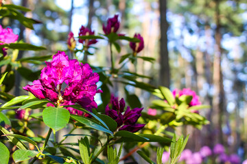 Pink flowers of Siberian rhododendron copy space.