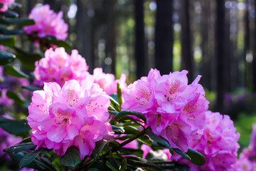 Pink flowers of Siberian rhododendron copy space.