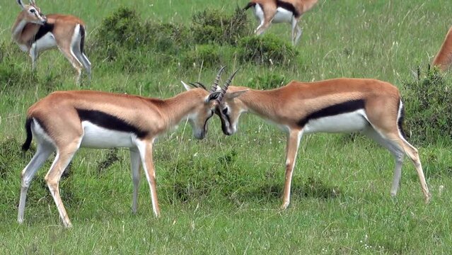 Two Thomson's gazelles fighting while grazing on green grass behind, in Maasai Mara Reserve, Kenya