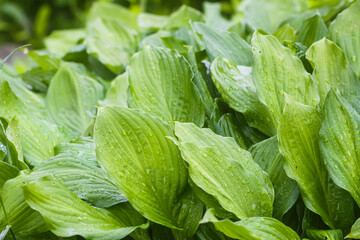 Close up of fresh grass with dew drops.