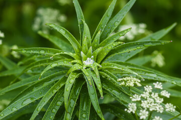 Close up of fresh grass with dew drops.