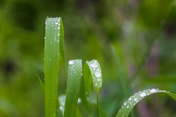 Close up of fresh grass with dew drops.
