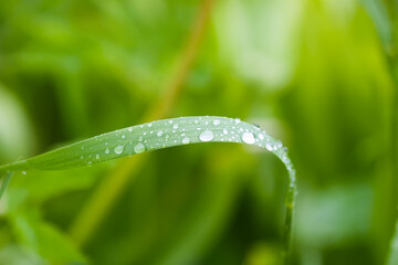 Close up of fresh grass with dew drops.