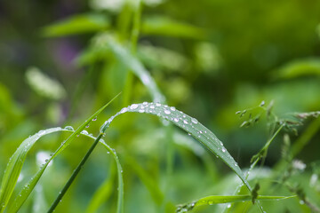 Close up of fresh grass with dew drops.