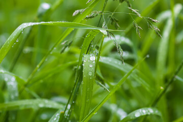 Close up of fresh grass with dew drops.