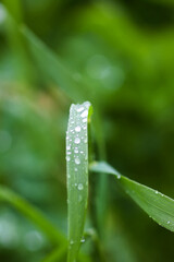 Close up of fresh grass with dew drops.