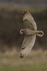 Majestic short-eared owl soaring above grass and dirt