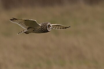 Majestic short-eared owl soaring above grass and dirt