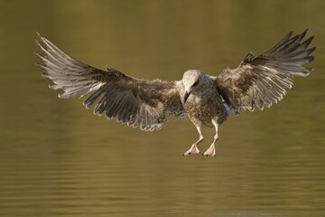 Herring gull flapping its wings in the water near the shore