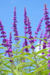 青空バックのアメジストセージ縦構図