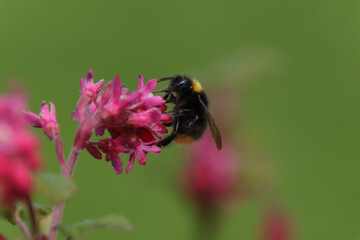 Bourdon des prés (Bombus pratorum)
Bombus pratorum in its natural element
