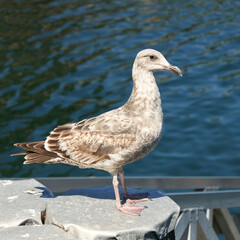 Seagull standing on a rock with blue water in the blurry background